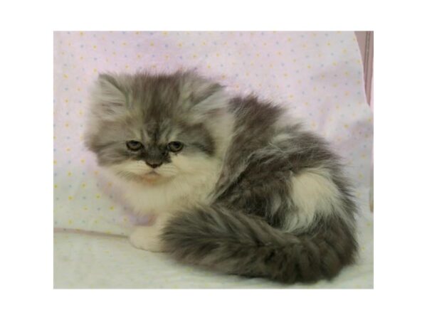 Persian CAT Female Blue 15966 Petland Iowa City, Iowa