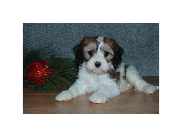 Cavachon DOG Female Sable / White 15968 Petland Iowa City, Iowa