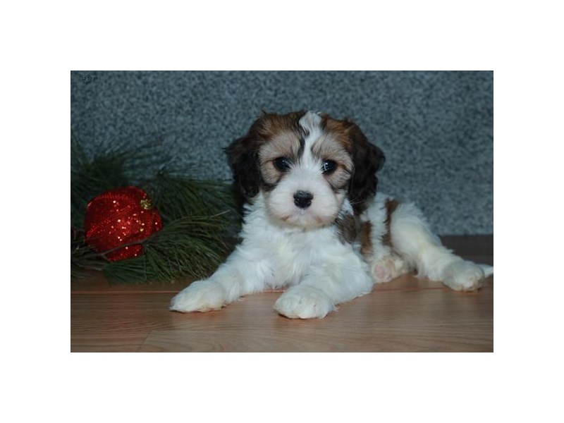 Cavachon Dog Female Sable / White 15968