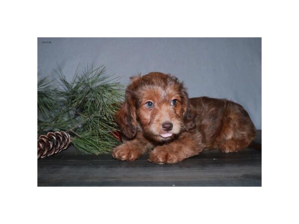 Poodle/Dachshund DOG Female Red Sable 15969 Petland Iowa City, Iowa