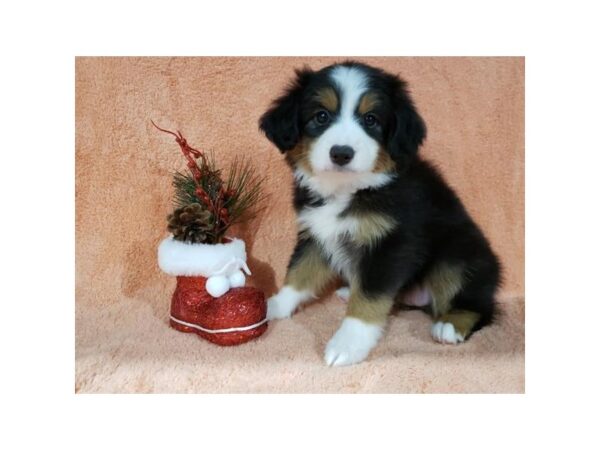 Australian Shepherd DOG Female Tri-Colored 15967 Petland Iowa City, Iowa