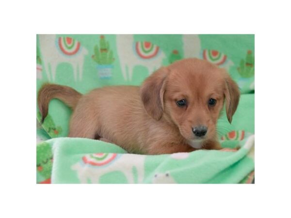 Dachshund/Pembroke Corgi DOG Male Red / White 15970 Petland Iowa City, Iowa