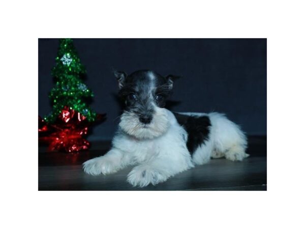 Miniature Schnauzer DOG Male White / Black 15964 Petland Iowa City, Iowa