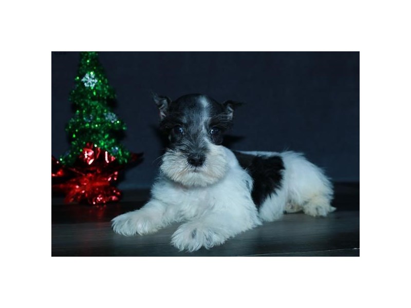 Miniature Schnauzer Dog Male White / Black 15964