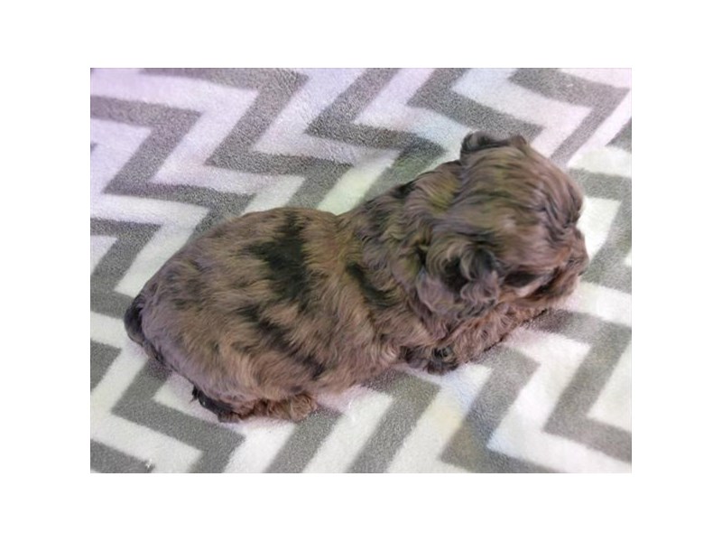 Cock A Poo Dog Male Blue Merle 15972