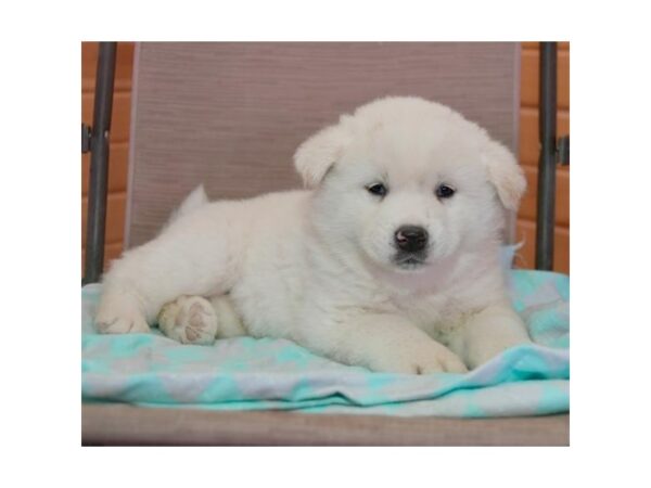 Akita DOG Male White 15961 Petland Iowa City, Iowa