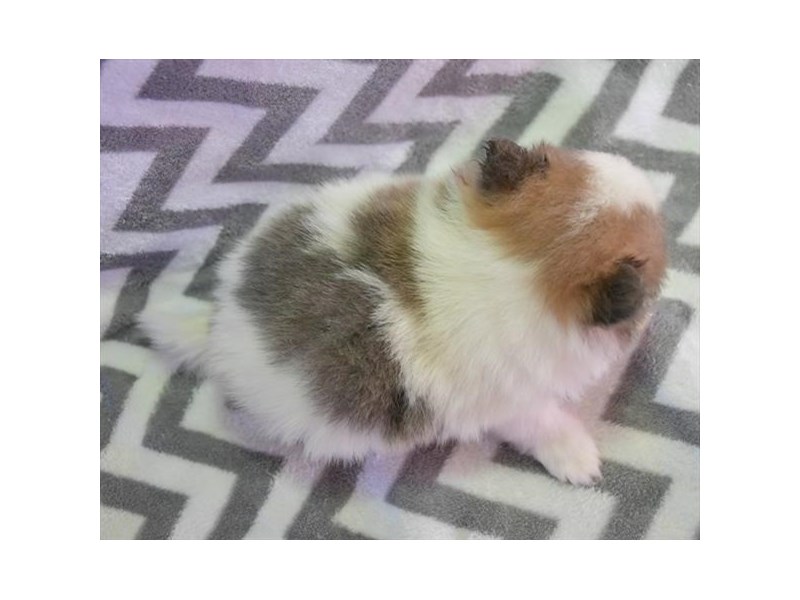 Pomeranian Dog Male Blue Sable 15965