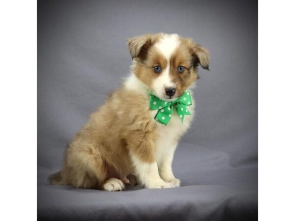 Shetland Sheepdog DOG Male Sable Merle 15975 Petland Iowa City, Iowa