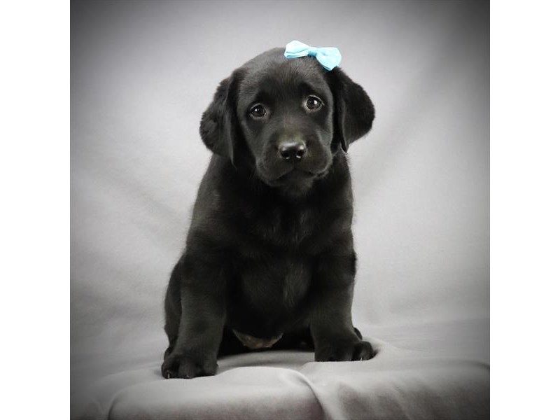 Labrador Retriever Dog Female Black 15973