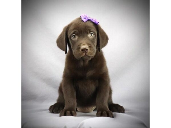 Labrador Retriever DOG Female Chocolate 15974 Petland Iowa City, Iowa