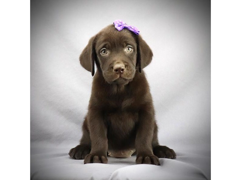 Labrador Retriever Dog Female Chocolate 15974