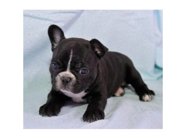 French Bulldog DOG Female Black 15977 Petland Iowa City, Iowa