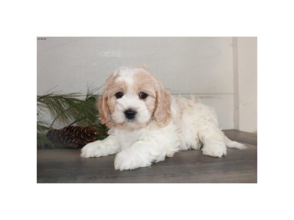 Cavalier King/Bichon DOG Male Cream / White 15982 Petland Iowa City, Iowa