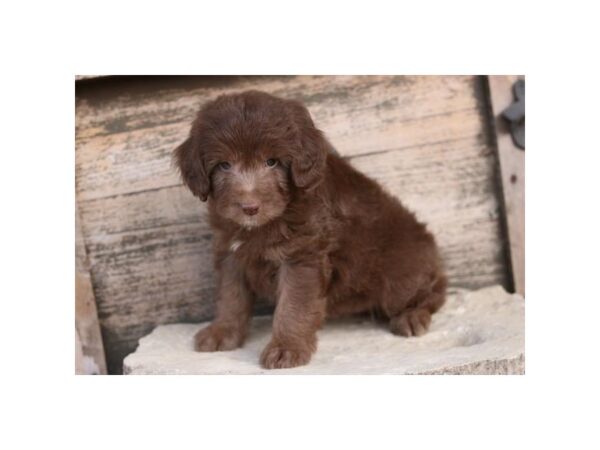 Aussiedoodle Mini DOG Female Chocolate 15984 Petland Iowa City, Iowa