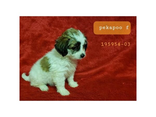 Pekingese/Miniature Poodle-DOG-Female-Chocolate / White-15985-Petland Iowa City, Iowa