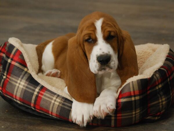 Basset Hound DOG Male Red / White 15962 Petland Iowa City, Iowa