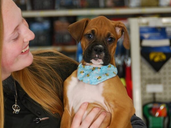 Boxer DOG Female Fawn 15963 Petland Iowa City, Iowa