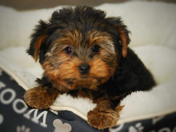 Yorkshire Terrier DOG Male Blue / Gold 15991 Petland Iowa City, Iowa