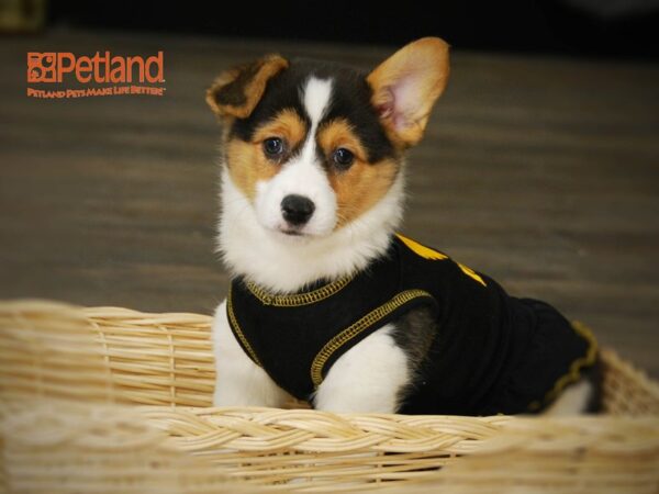 Pembroke Welsh Corgi-DOG-Female-Tri-Colored-15978-Petland Iowa City, Iowa