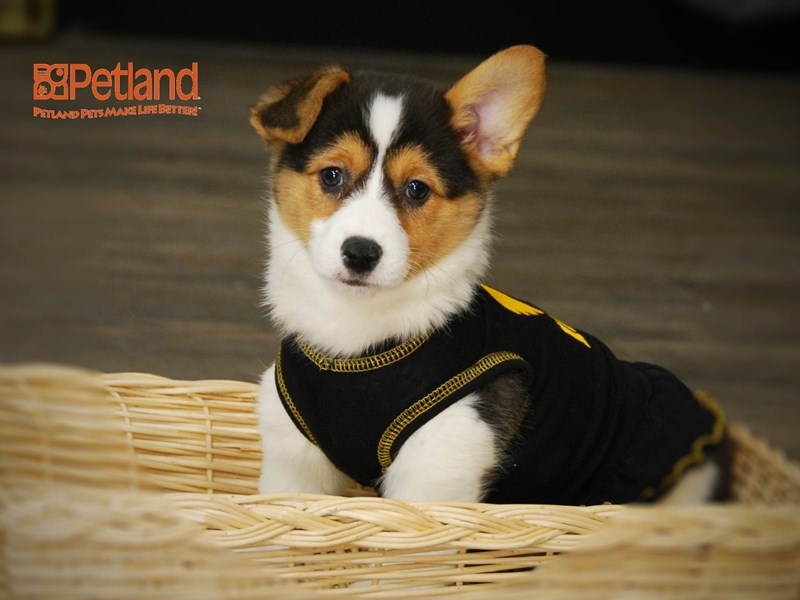 Pembroke Welsh Corgi Dog Female Tri-Colored 15978