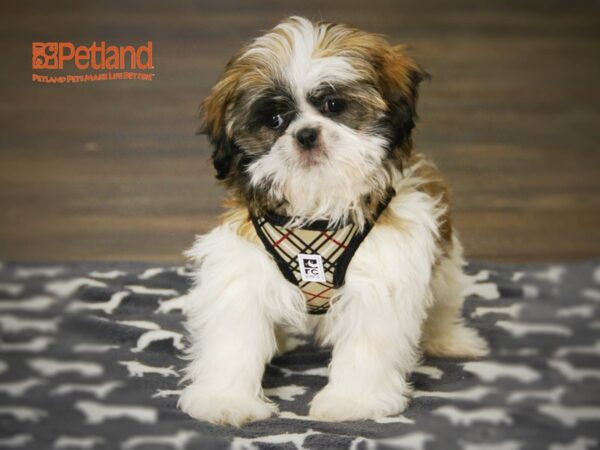 Shih Tzu DOG Female Brown & White 15954 Petland Iowa City, Iowa