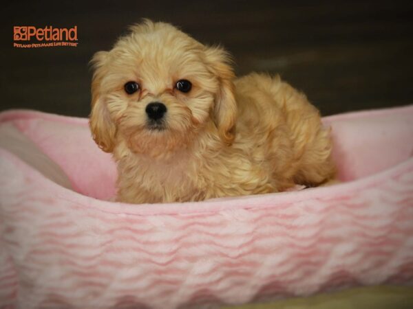 Cavashon DOG Female Apricot 15987 Petland Iowa City, Iowa