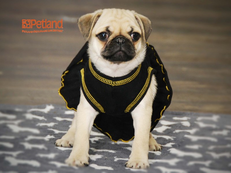 Pug Dog Female Fawn 15986