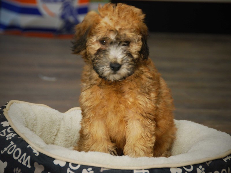 Soft Coated Wheaten Terrier Dog Male Wheaten 15981