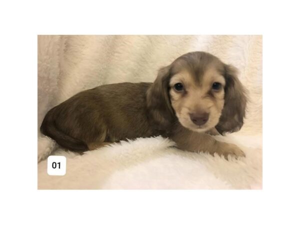 Dachshund DOG Male Chocolate Sable 15996 Petland Iowa City, Iowa