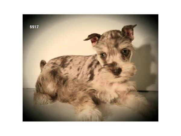 Miniature Schnauzer DOG Female Chocolate Merle 15992 Petland Iowa City, Iowa