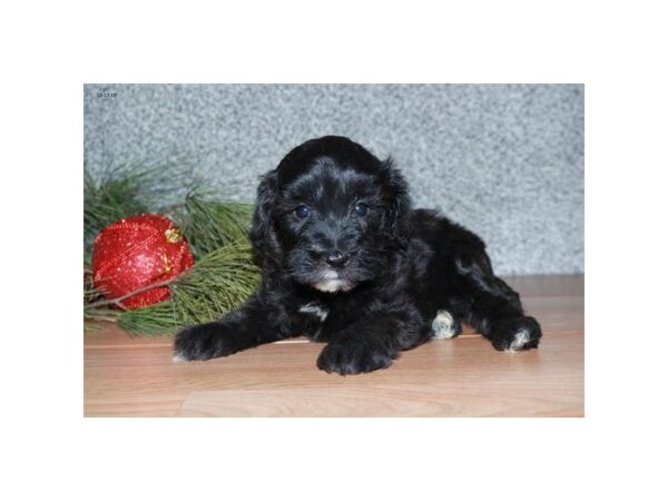 Poodle/Miniature Schnauzer DOG Male Black 16000 Petland Iowa City, Iowa