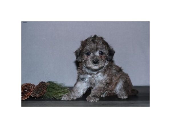 Poodle DOG Male Chocolate Merle 16016 Petland Iowa City, Iowa