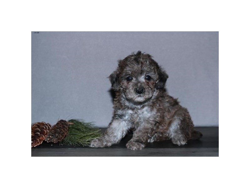 Poodle Dog Male Chocolate Merle 16016