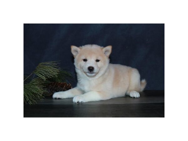 Shiba Inu DOG Female Cream 16017 Petland Iowa City, Iowa