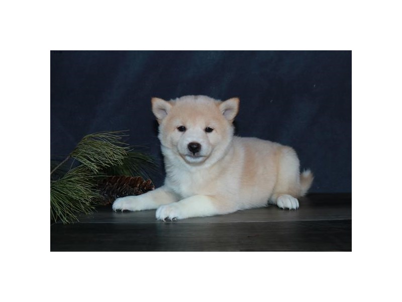 Shiba Inu Dog Female Cream 16017
