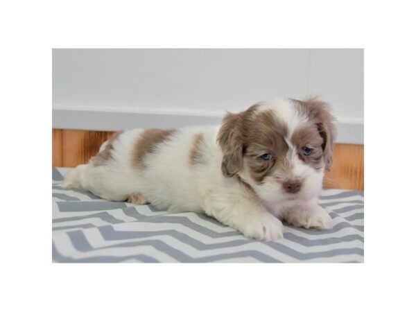 Cock A Poo 2nd Gen DOG Male Tan / White 16020 Petland Iowa City, Iowa