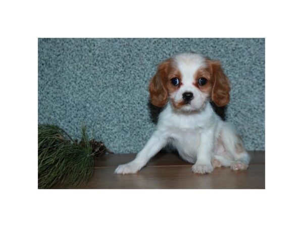 Cavalier King Charles Spaniel DOG Male Blenheim 16014 Petland Iowa City, Iowa