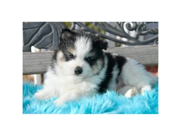 Pomsky 2nd Gen DOG Male Black / White 16022 Petland Iowa City, Iowa