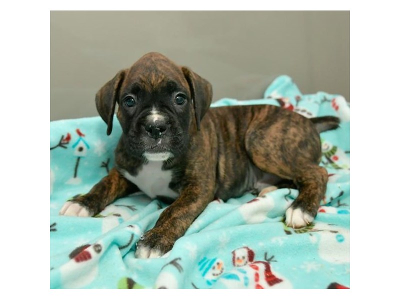Boxer Dog Male Brindle 16013