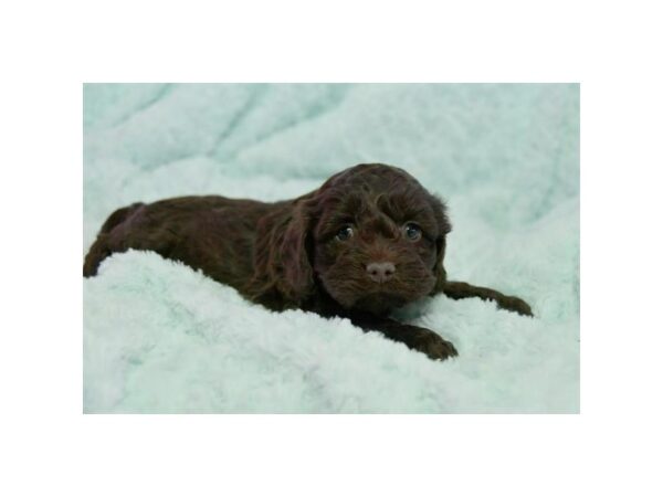 Cockapoo DOG Female Chocolate 16021 Petland Iowa City, Iowa