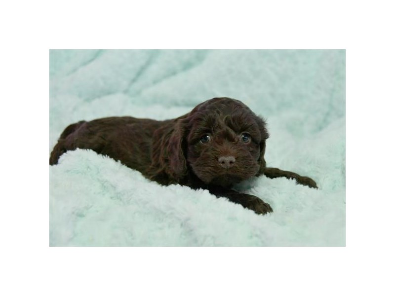 Cock A Poo Dog Female Chocolate 16021