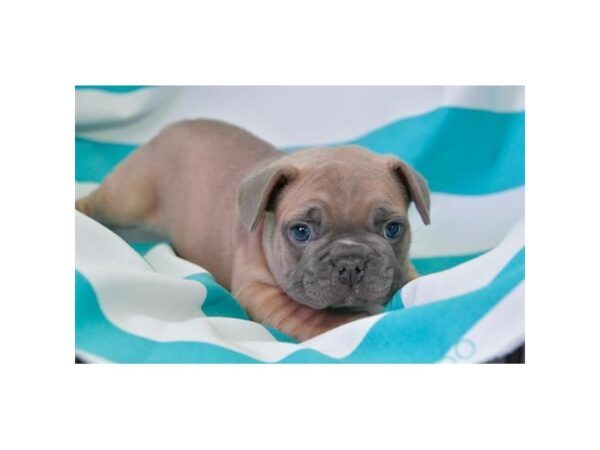 French Bulldog DOG Male Blue Fawn 16015 Petland Iowa City, Iowa