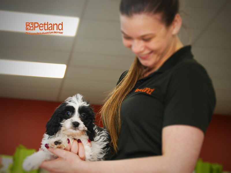 Cavapoo Dog Male Black & White 15988