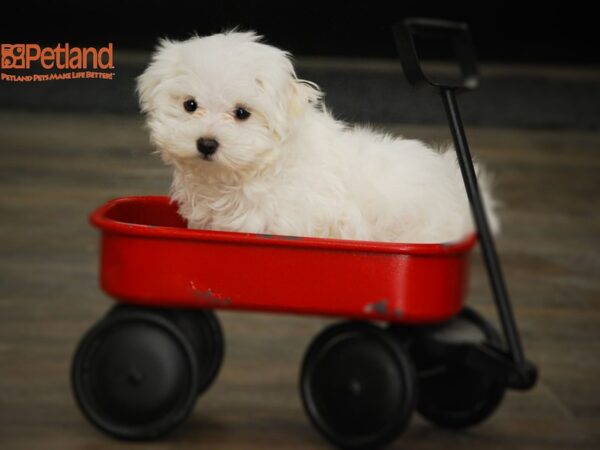 Maltese DOG Male White 16012 Petland Iowa City, Iowa