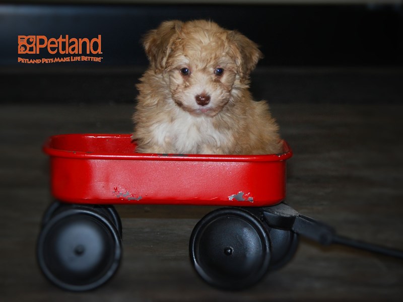 Havanese Dog Female Light Brown 16011