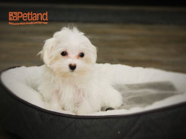 Maltese DOG Female White 15990 Petland Iowa City, Iowa