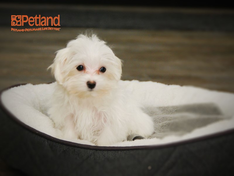 Maltese Dog Female White 15990