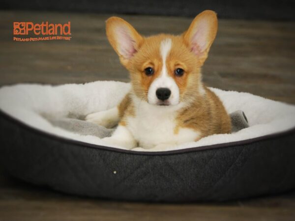 Pembroke Welsh Corgi DOG Male Red / White 15993 Petland Iowa City, Iowa