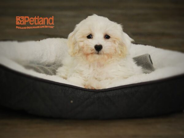 Bichon Frise / Maltese DOG Female White 15989 Petland Iowa City, Iowa