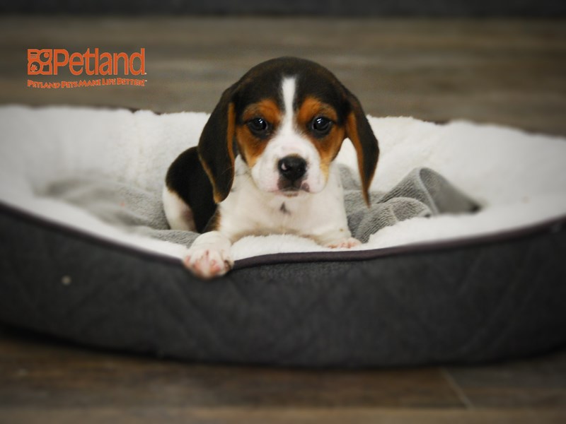 Beagle Dog Male Tri-Colored 15995